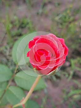 Rose Flower Ã¢Ââ¬ photo